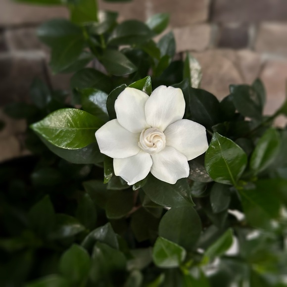 rosebudforever
